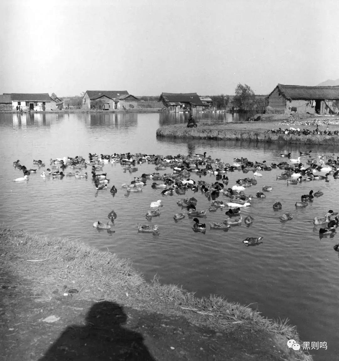 1934年的南京城,1944年南京视频