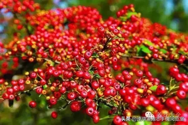 100种常见花卉植物图谱,100种花卉素描图谱