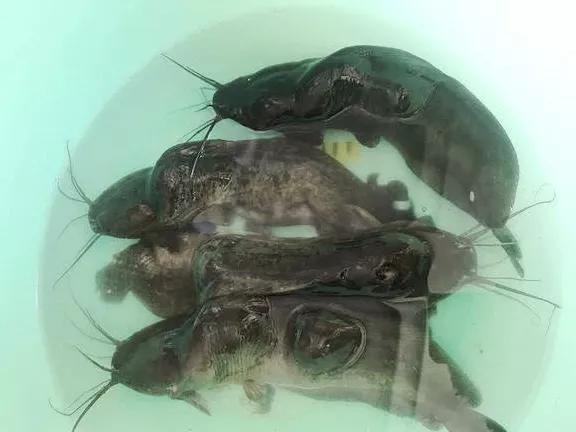 畸形的鱼吃了有什么危害,畸形鱼是怎么回事