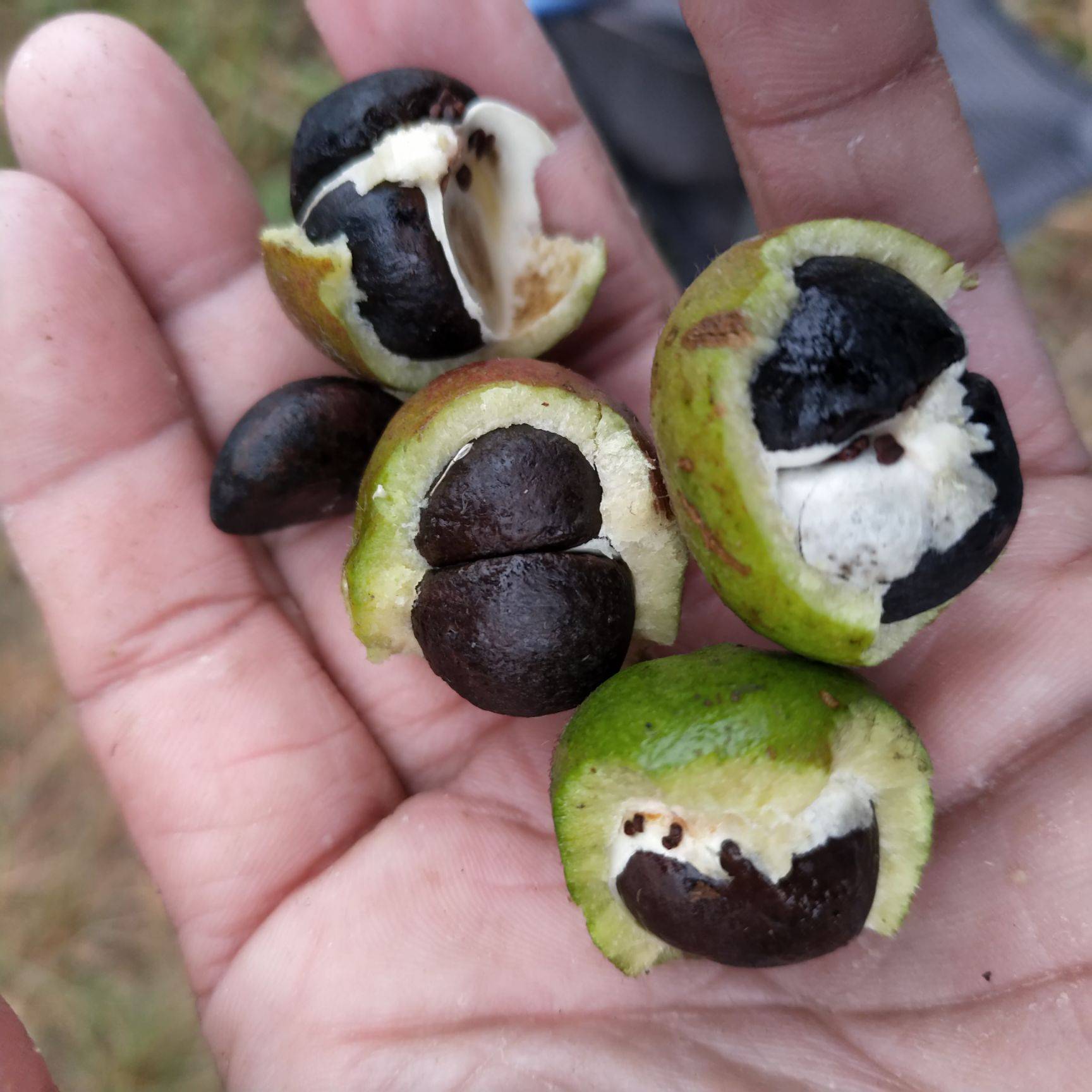 山茶油卖500元一斤,野生山茶油哪里最便宜