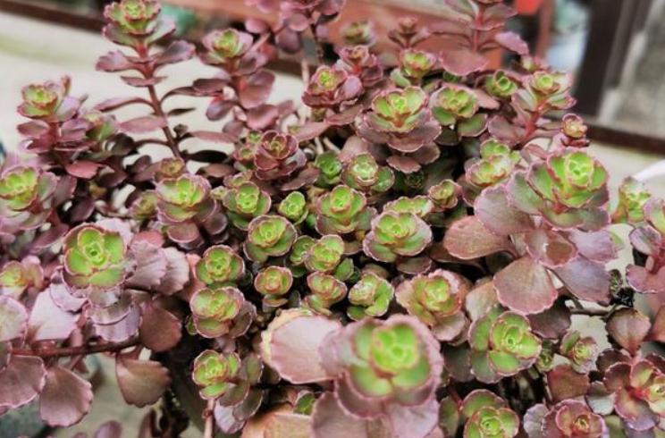 多肉缀化怎么才能养成扇形,小球玫瑰锦多肉如何养护