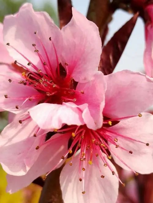 桃花树盆栽养护,桃花盆栽小技巧