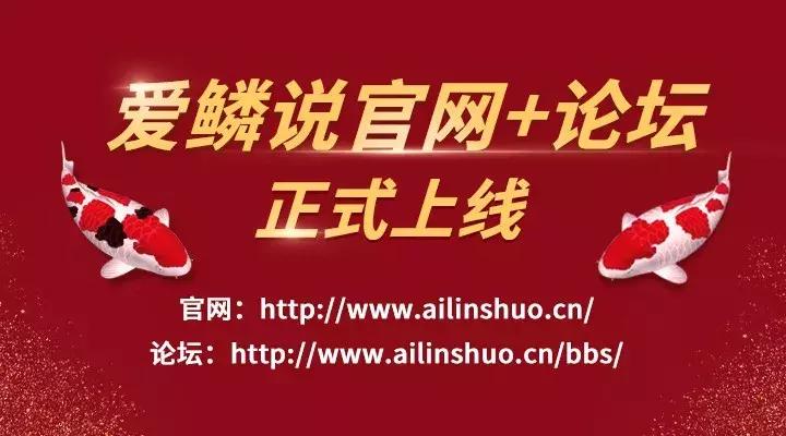 爱鳞说和红运锦鲤,爱鳞说锦鲤直播