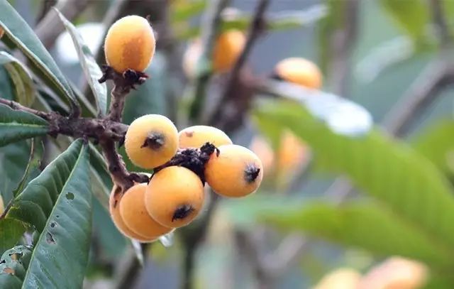 庭院栽树的讲究和忌讳,庭院种哪些树对庭院风水有利