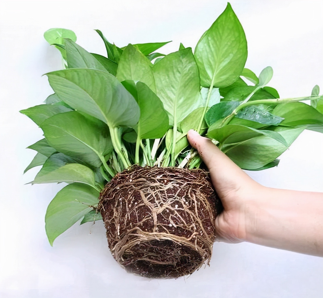 绿萝都养不活还能养什么花,好养活的懒人花绿萝