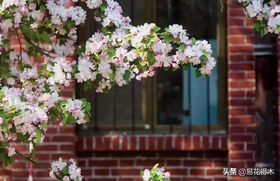 海棠春睡，樱花如雪，两种花卉如何辨识区别？