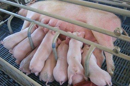 母猪无乳如何喂养仔猪,养猪技术母猪产后无奶怎么办
