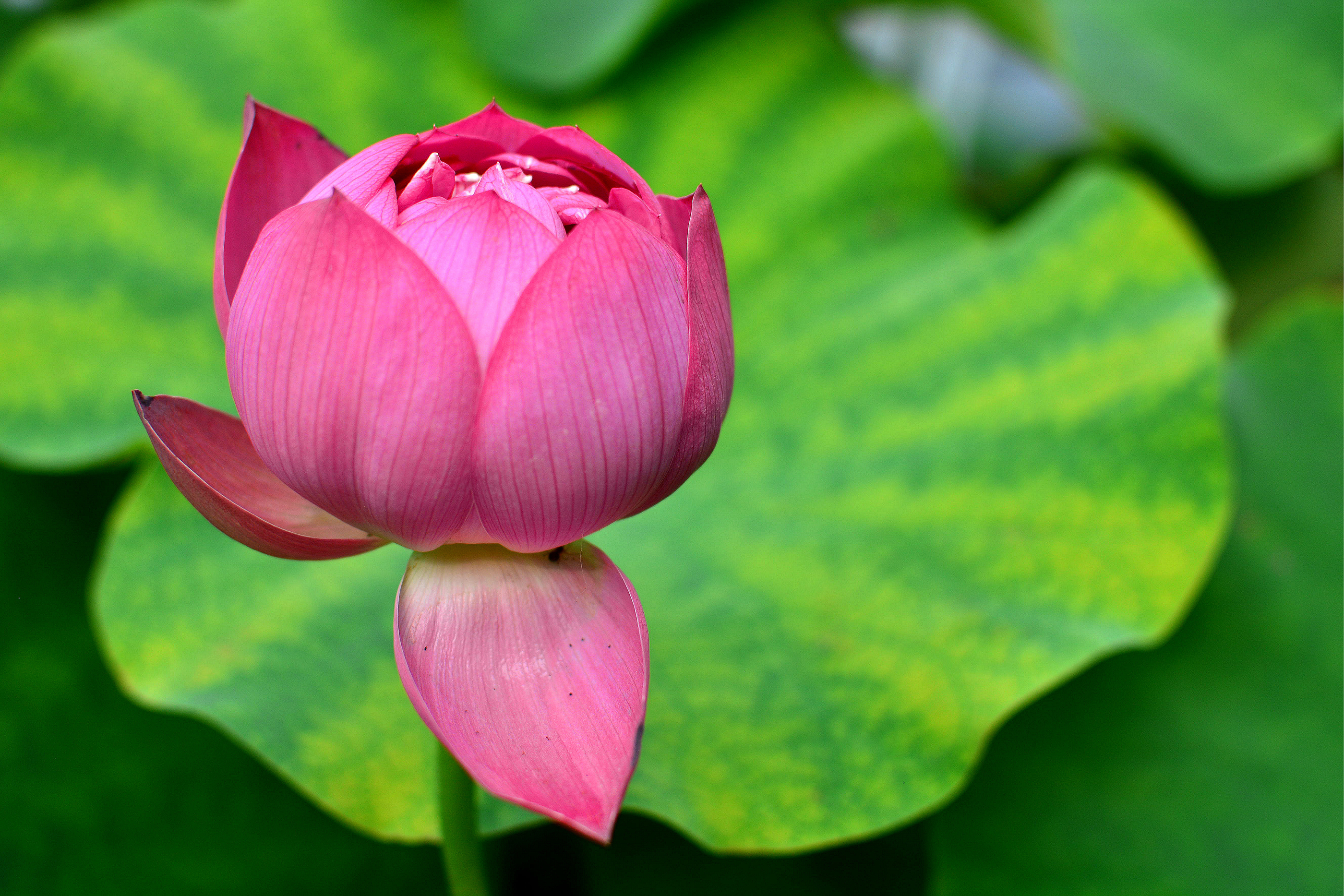 游玩济南景点该怎么走,这份泉城济南的旅游攻略请查收