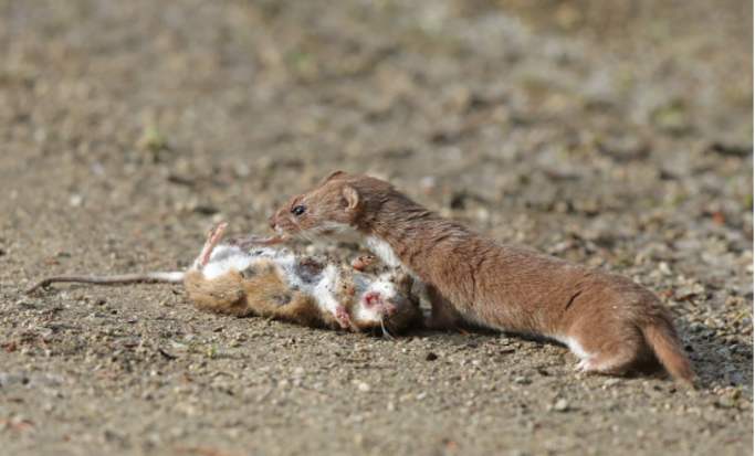 农村为什么说黄鼠狼不能杀,为什么农村常说黄鼠狼不能杀