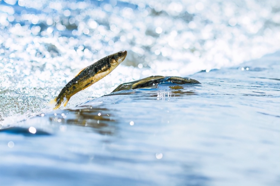 黄河鲤鱼是它的祖先,味道鲜美曾当饭吃,鱼卵有剧毒,如今禁食了