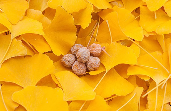 水杉为什么不生根,水杉在阴暗处能生存吗