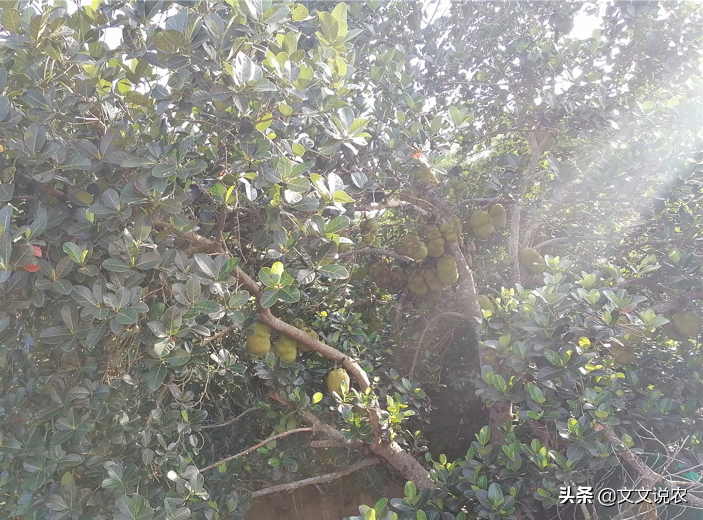 树菠萝不开花怎么回事,大树菠萝剪枝正确方法