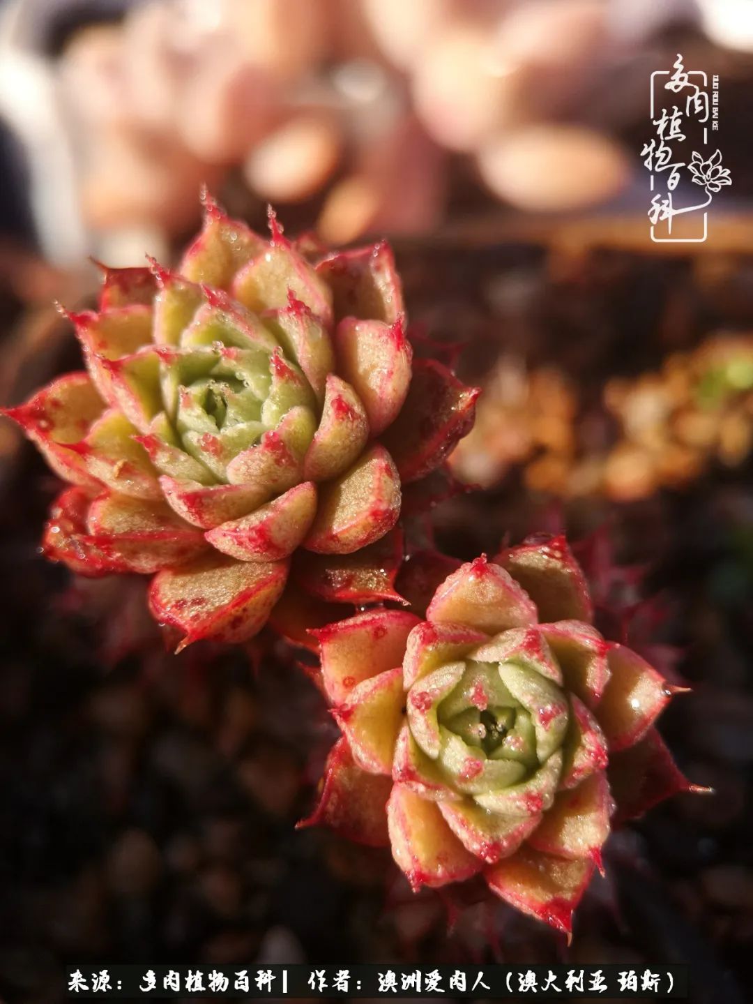 采蘑菇的小姑娘，“转行”来把多肉养