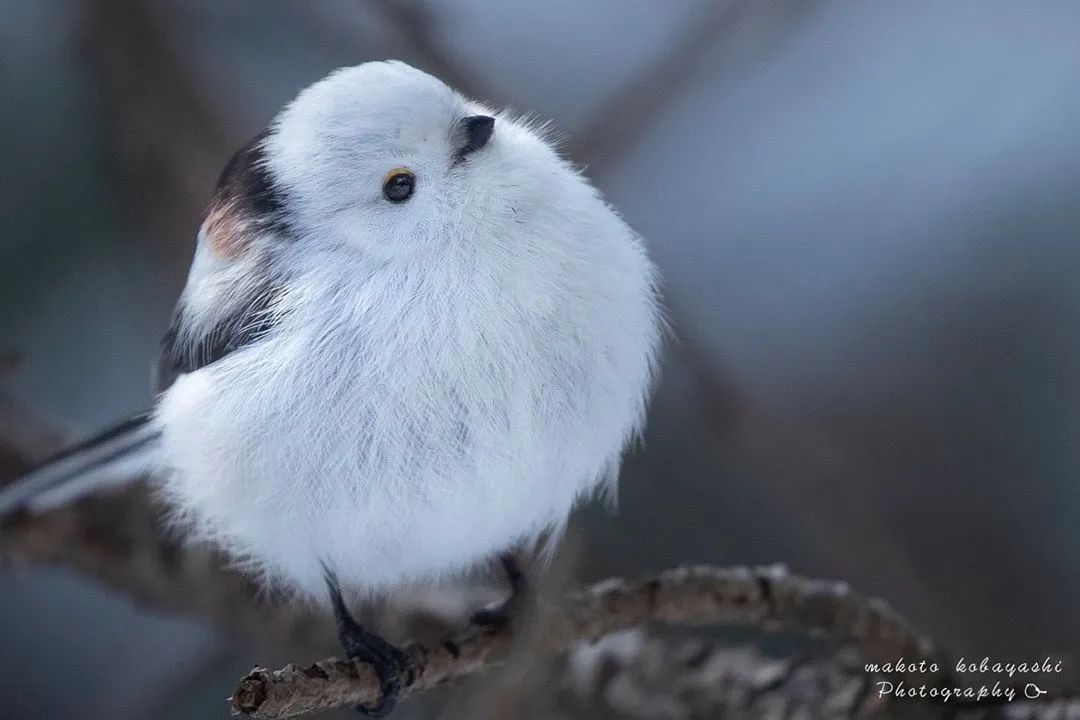 因为太萌差点成为“国鸟”的小肥啾:美丽在可爱面前一无是处