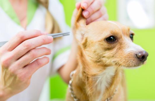 家里狗掉毛难闻是什么病,狗狗身体发臭什么原因