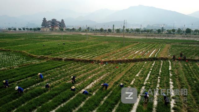 贵州榕江黑木耳丰收助农增收致富,贵州黔西林下养殖闯出致富路