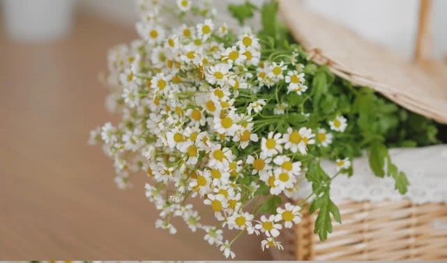 洋甘菊花怎么养护,洋甘菊的醒花及养护