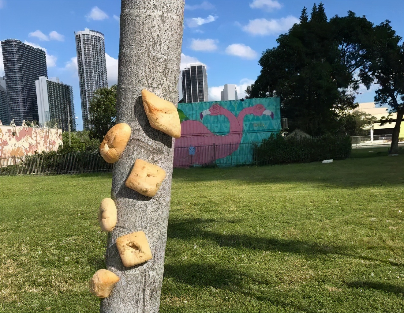 英国谢菲尔德城市的居民们为什么要往树上钉面包呢？