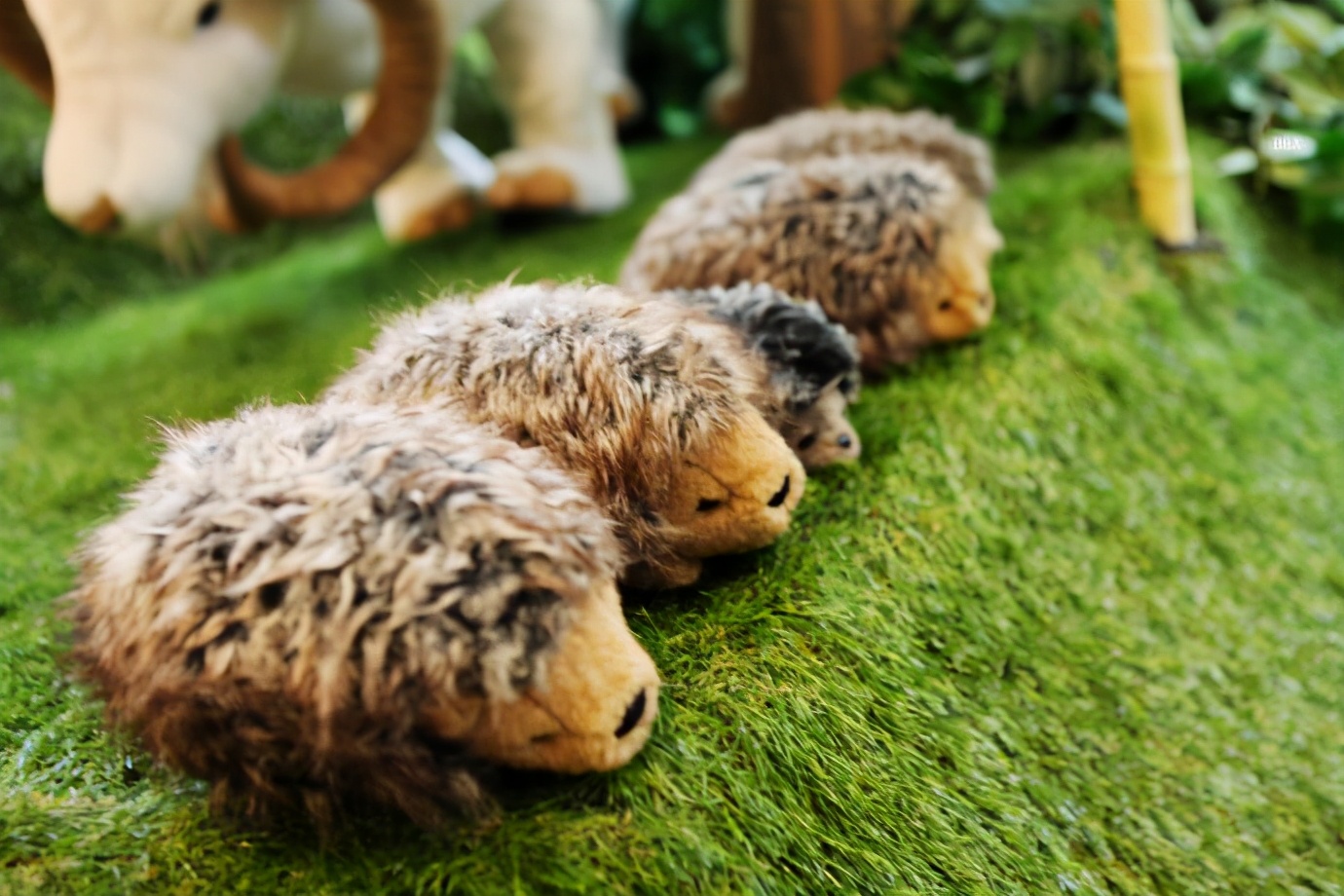 济州岛泰迪熊博物馆,济州岛泰迪熊博物馆圣诞节