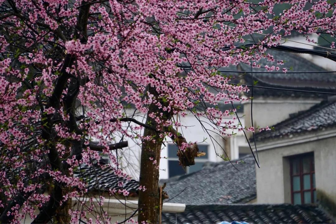 安徽春天美丽的视频,安徽美丽的春天