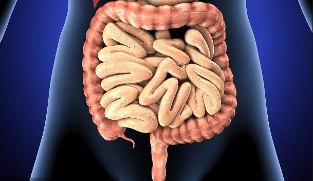 人体小肠长度测量,人体内最长的肠体