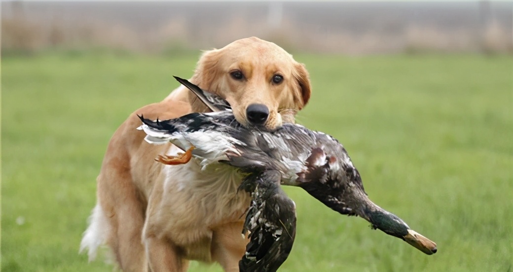 什么样的狗狗来报恩的,狗狗这些行为原来是在向你报恩