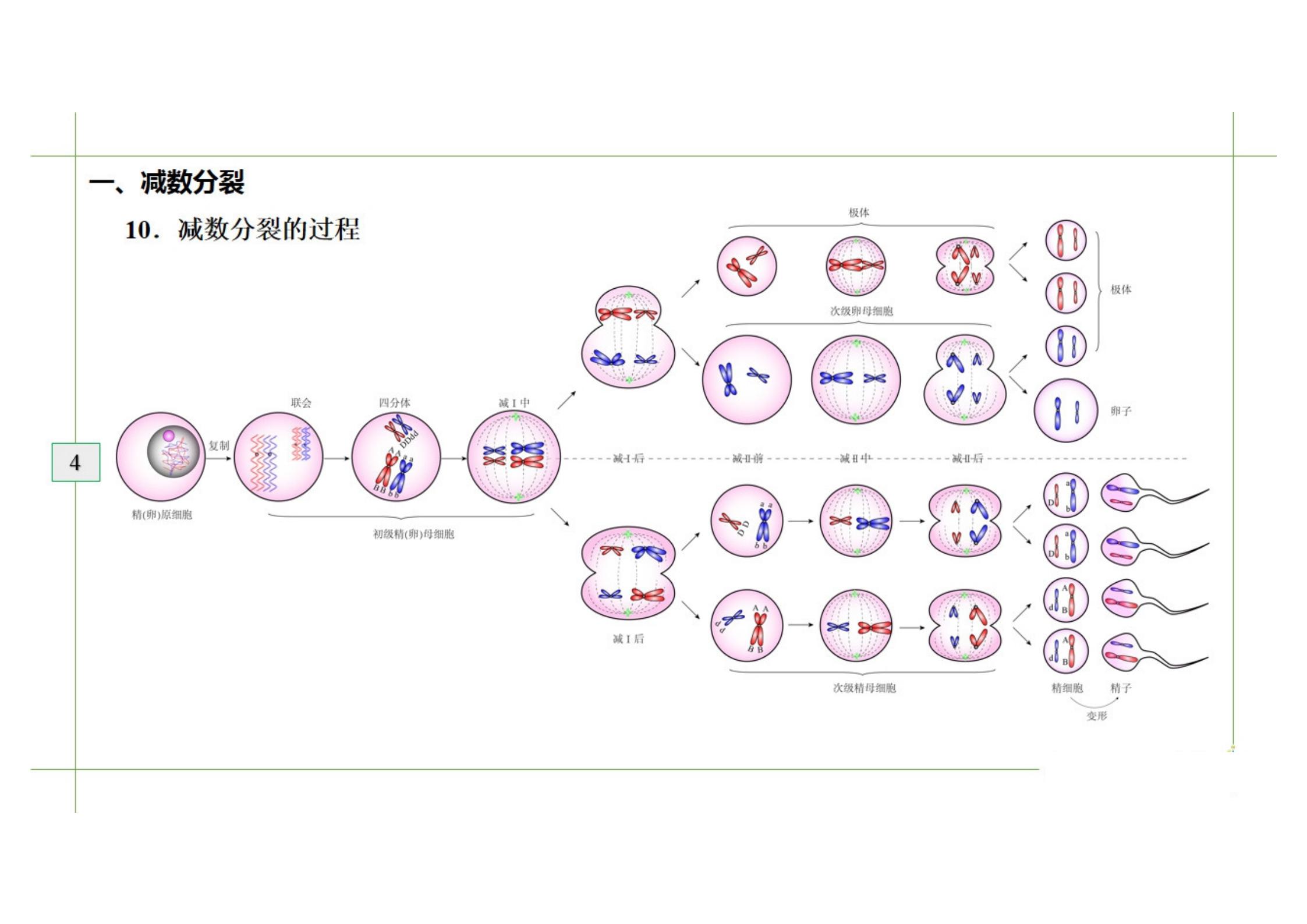 高中生物染色体变异知识点框架图,高中生物染色体知识点