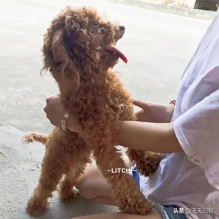 你想对小狗说什么,你想对小狗说什么呢