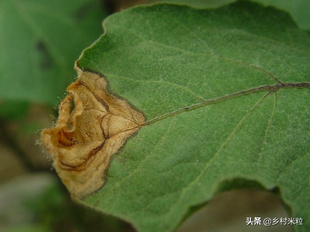 茄子灰霉病最好的杀菌剂是什么,茄子灰霉病的症状和治疗方法