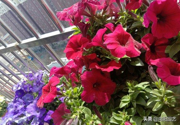 3种花卉好看又好养还能净化空气,4种花值得冬季盆栽