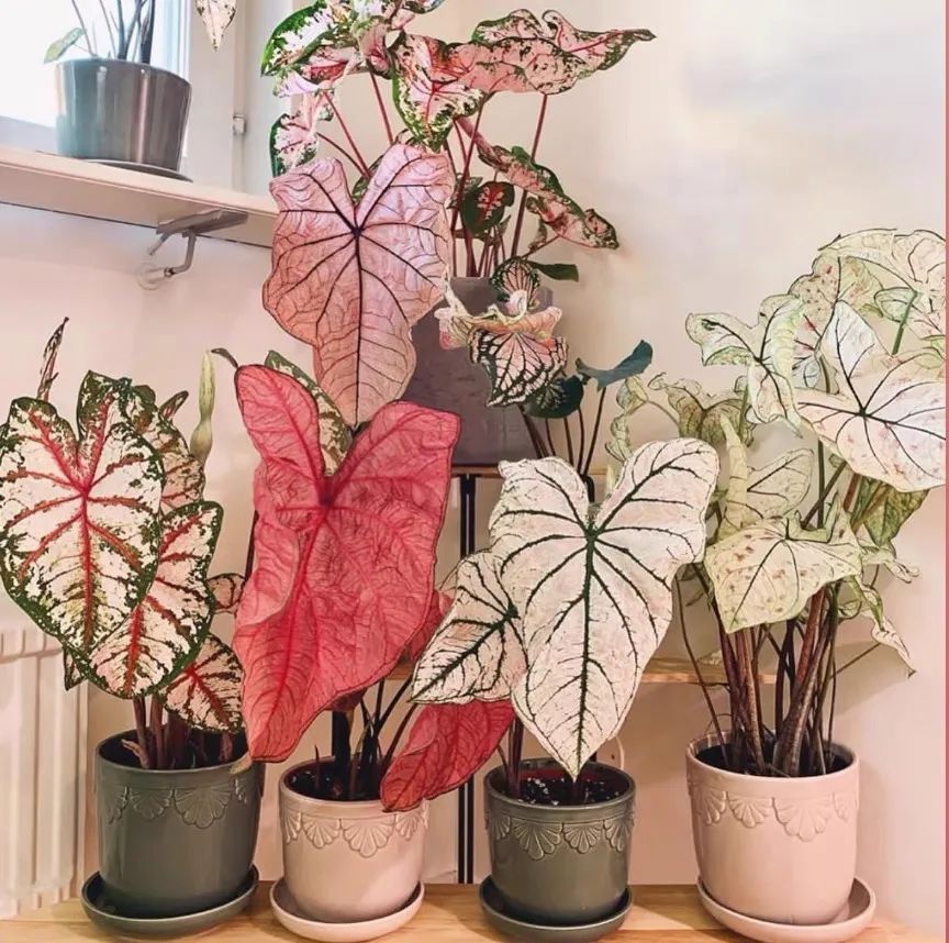 什么花适合室内养不需要阳光,阴冷的花