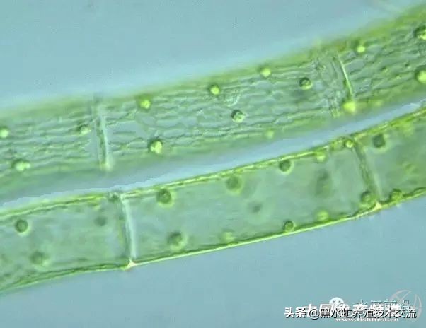 水产藻类大全图片,水产藻类知识大全