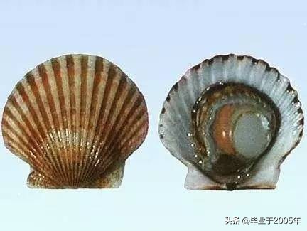 大连常见的海鲜美食都有哪些,大连海鲜吃货大全