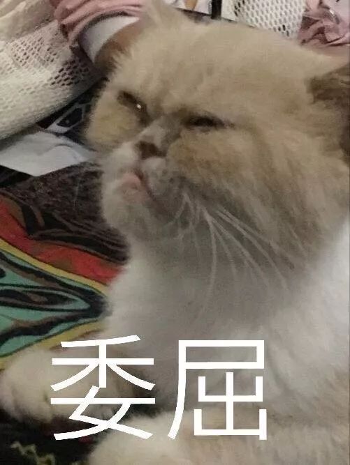 丑猫大赛视频完整版,2020年丑猫大赛看看丑到你了没