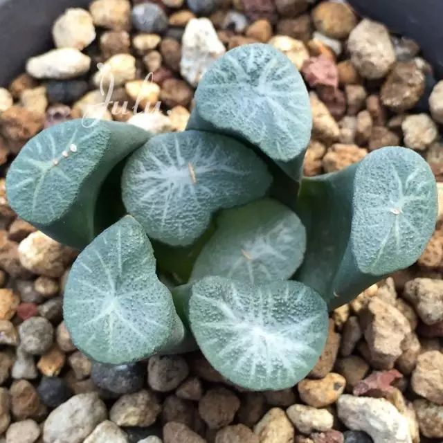 世界十大漂亮名贵花卉,植物研究世界名贵花卉