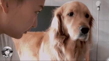 女主人生孩子后宠物的反应,女主人生了宝宝狗狗会咬吗