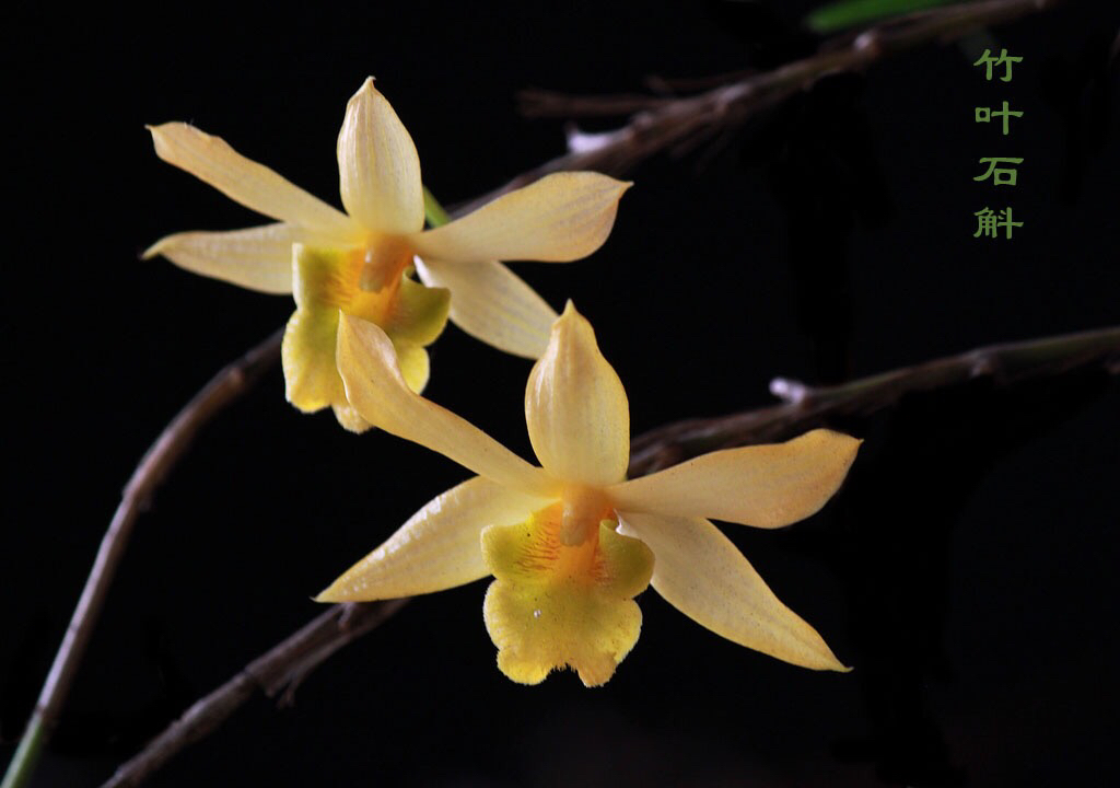 大自然石斛花,哪种石斛花好看又好吃