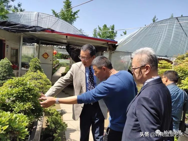 盆景产业的前景,我的盆景创业之路