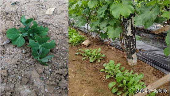 葡萄常见的虫害有哪些,葡萄虫害最佳防治方法