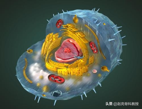 医生畅谈“不老神药”NAD的昨与今