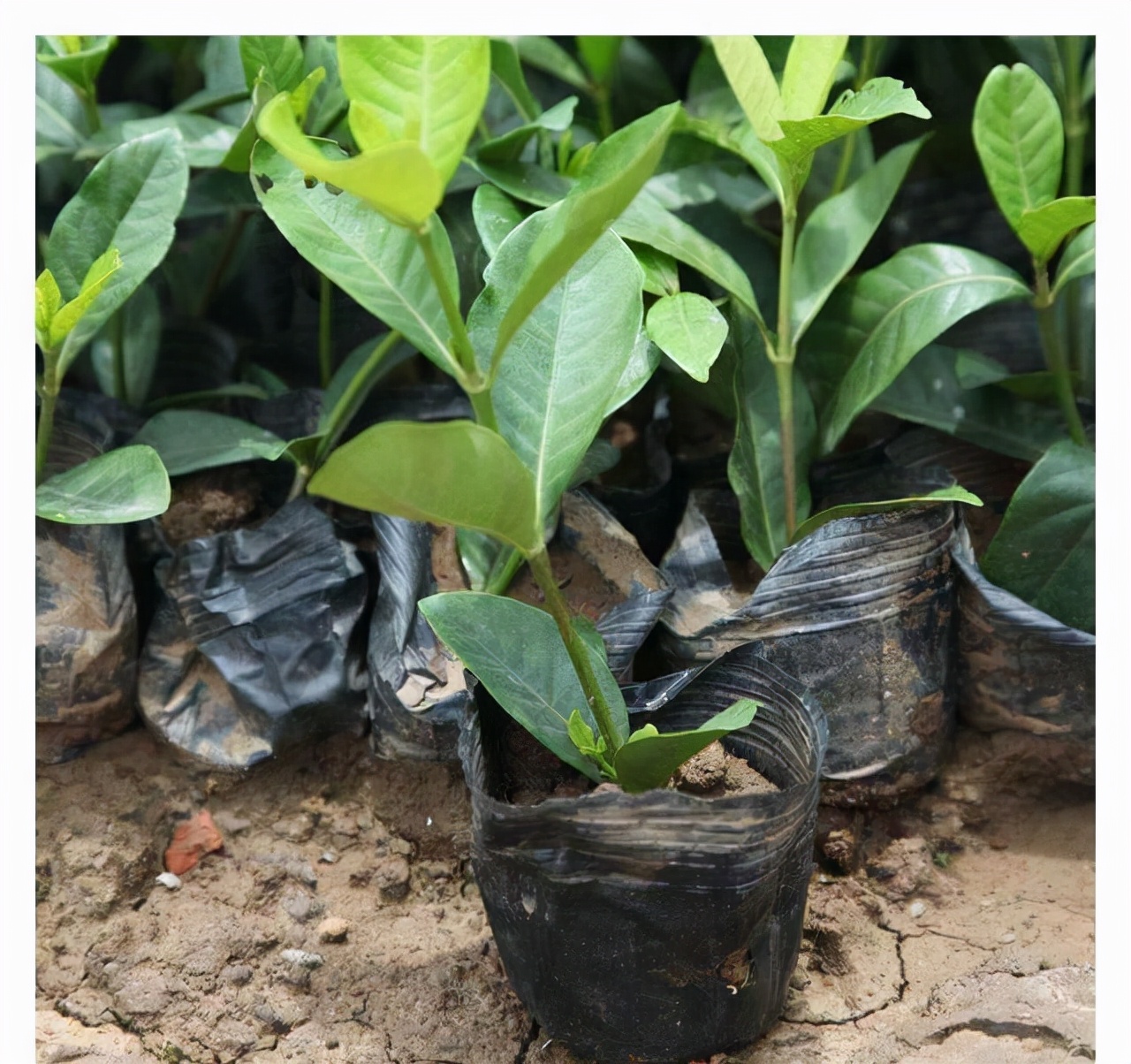 5种洋气花,什么花价格便宜又好养