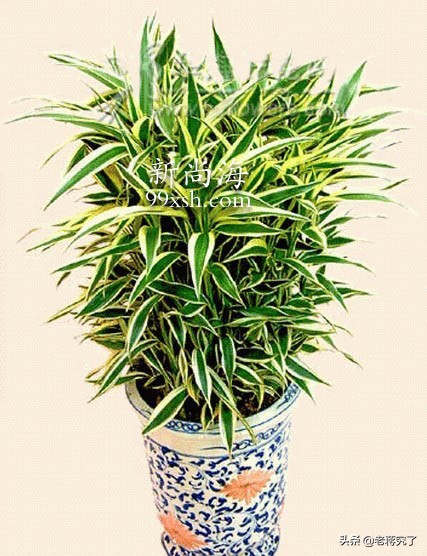 金边富贵竹叶子发黄头需要剪了吗,富贵竹造型技巧