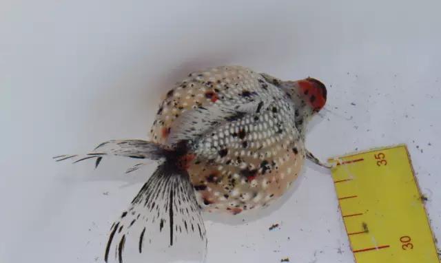 金鱼饲养难度排名,养金鱼的注意事项和饲养方法图片