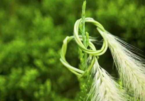 狗尾巴草怎么编兔子教程,狗尾巴草编小东西简单教程