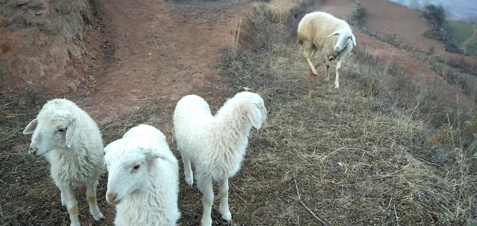 有基础的情况下养牛好还是养羊好,目前是养牛前景好还是养羊前景好