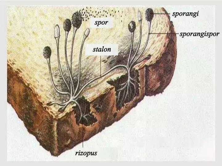 霉变食物里的这种东西一下子毒死了10万只鸡，你还敢吃吗？