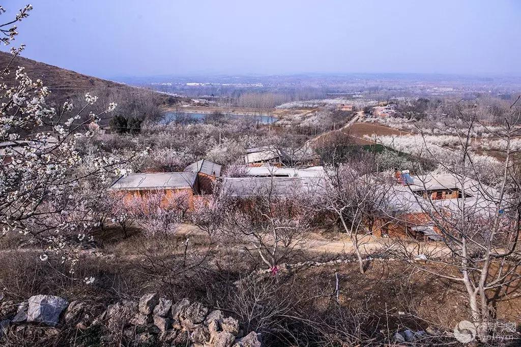 3月南阳看花的景点推荐,南阳踏青赏花攻略