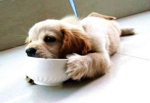 养金毛公的好还是母的好,养金毛狗是养公的好还是母的好