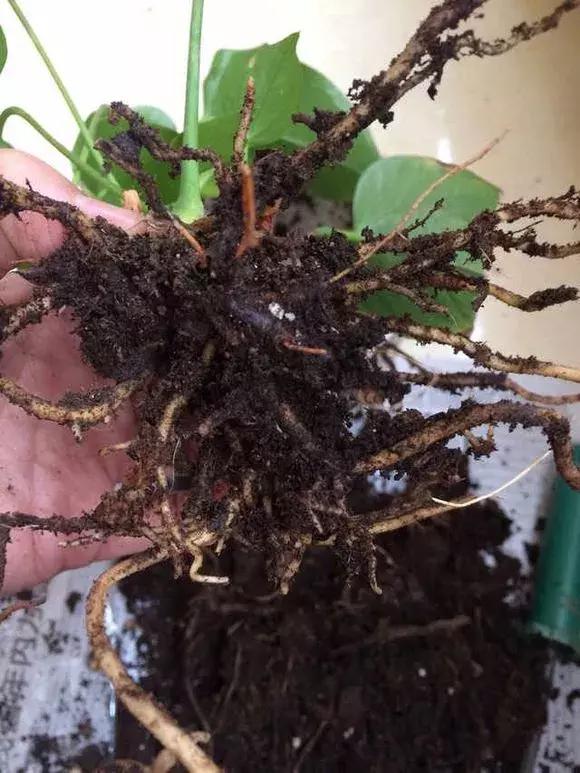 红掌黄叶枯萎是怎么回事,红掌出现黄叶烂叶的处理方法