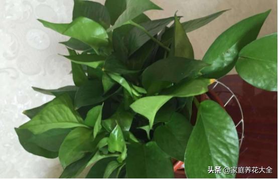 绿萝水培不烂根黄叶,水培绿萝叶子发黄最简单处理方法